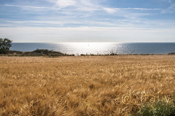 Wheat and the Sea. Ireland.