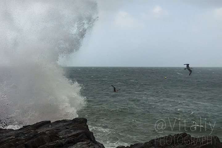 Seascape photography of seabirds at high wind on the sea.