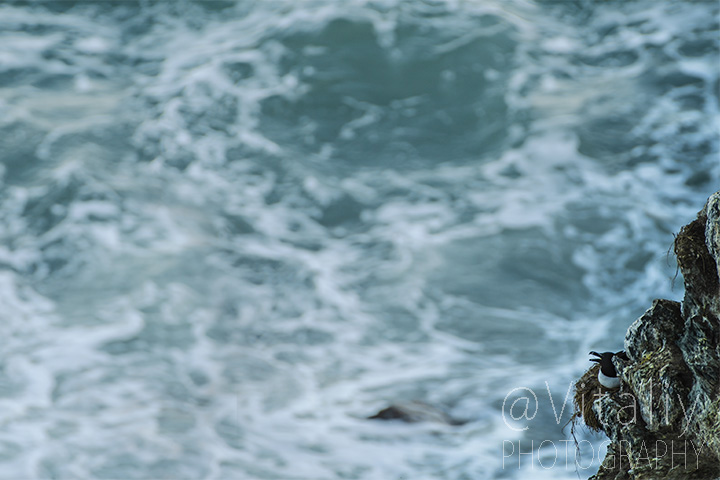 Nature photography of single Razorbill on the cliff’s ledge at stormy weather.