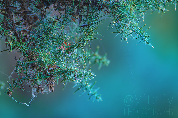 Abstract fine art photograph by winter music.